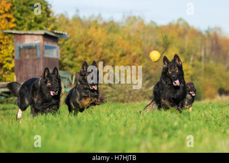 three German Shepherd dogs running for a ball Stock Photo