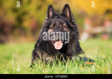 portrait of a German Shepherd dog lying on the meadow Stock Photo