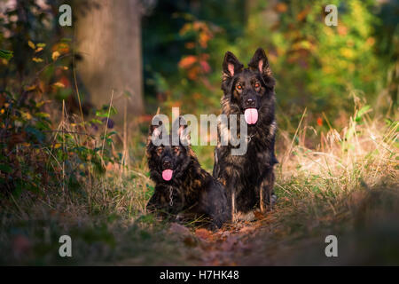 two German Shepherd dogs sitting together in the forest Stock Photo