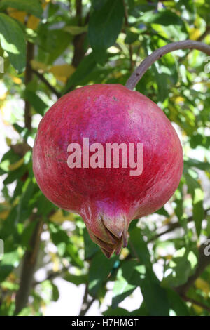 Pomegranate fruit growing on a tree branch Stock Photo - …