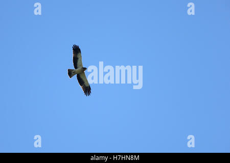 Booted Eagle, pale-phase, (Hieraaetus pennatus) flying overhead, Andalucia, Spain. Stock Photo