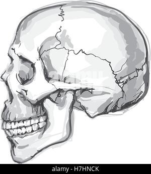 Hand drawn human skull, vector Stock Vector