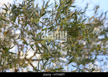Olea europaea - Olives ripening on an olive tree, close up Stock Photo