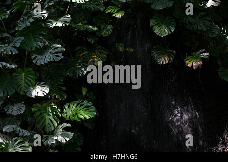 Monstera deliciosa / Swiss Cheese Plant / Ceriman growing up a waterfall in deep shade Stock Photo