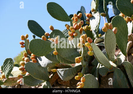Opuntia / Prickly pear cactus with lots of yellow-orange fruit