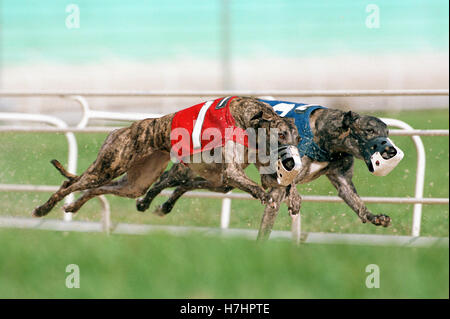 Greyhound racing in Daytona, Florida, USA Stock Photo