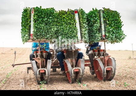 Planting seedlings machine on the field Stock Photo