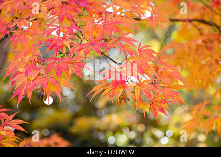 Autumn Colored Acer Leaves Stock Photo