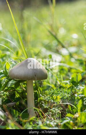 Forest Mushroom in the Grass. Nature Background. Stock Photo