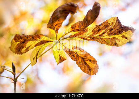 Autumn Colored Chestnut Leaf Stock Photo