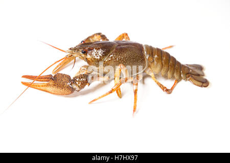 Crayfish on the white Stock Photo