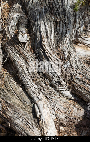Rough and twisted trunk of a juniper tree