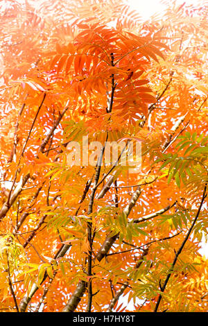 Autumn Colored orange Leaves Stock Photo
