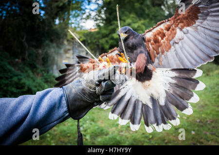 Harris's Hawk flying on to glove Stock Photo