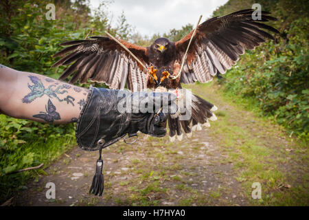 Harris's Hawk flying on to glove Stock Photo