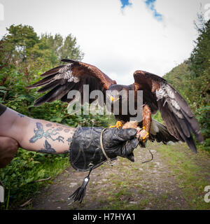 Harris's Hawk flying on to glove Stock Photo