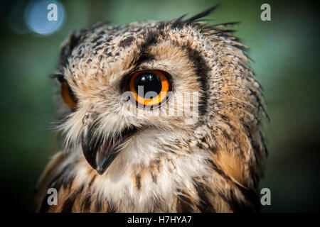 Bengal Eagle Owl in pool of light in wooded area. Stock Photo