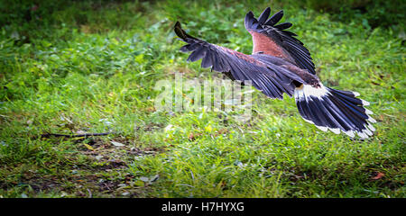 Harris's Hawk in flight Stock Photo