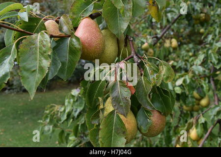 Close up of pears and leaves on tree Stock Photo