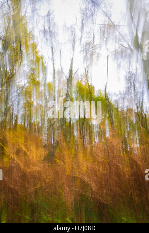 Abstract autumnal woodland image captured using Intentional Camera Movement Stock Photo
