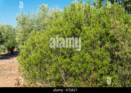 Foliage of Phillyrea angustifolia. It is a species in the family Oleaceae native to the Mediterranean region. Stock Photo