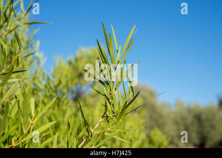 Foliage of Phillyrea angustifolia. It is a species in the family Oleaceae native to the Mediterranean region. Stock Photo