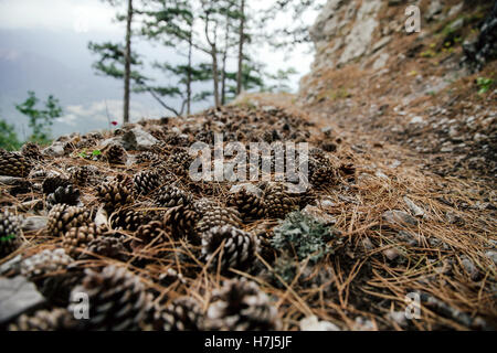 dry fir cones lying on ground with pine needles on a background of green pine trees Stock Photo