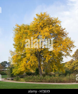 Gleditsia Triacanthos 'Sunburst'. Honey locust tree in autumn at RHS Wisley Gardens, Surrey, England Stock Photo