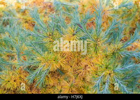 Larix Kaempferi blue dwarf. Dwarf Japanese Larch tree foliage changing colour in autumn Stock Photo