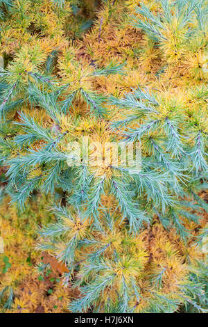 Larix Kaempferi blue dwarf. Dwarf Japanese Larch tree foliage changing colour in autumn Stock Photo
