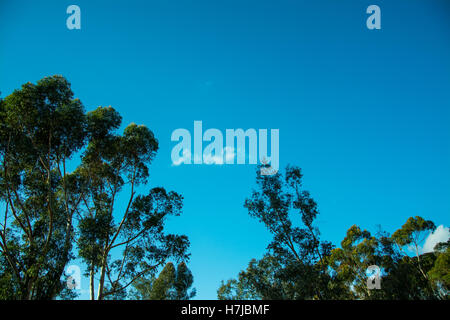 Green tree tops against a very blue sky with a few clouds Stock Photo