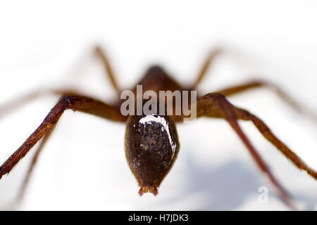 Closeup of water spider  white background Stock Photo