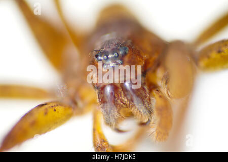Closeup of water spider  white background Stock Photo