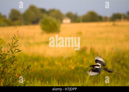 magpie in flight on a meadow Stock Photo