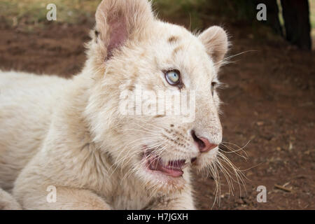 White bengal tiger cub (Panthera tigris tigris) Stock Photo