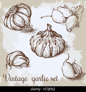 Vector hand drawn garlic set. Vintage retro background with hand drawn sketch garlics. Kitchen herbs and spices vector illustrat Stock Vector
