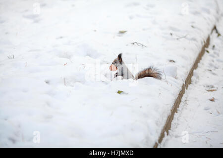 Squirrel with cedar cone on snow. Winter park or forest Stock Photo