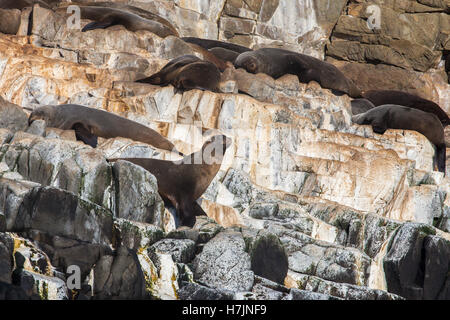 A colony of Australian fur seals (Arctocephalus pusillus doriferus) sunbathing at the Friars near Bruny Island Stock Photo