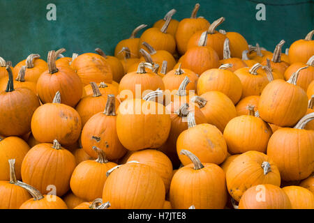 Cucurbita, Pumpkins Stock Photo