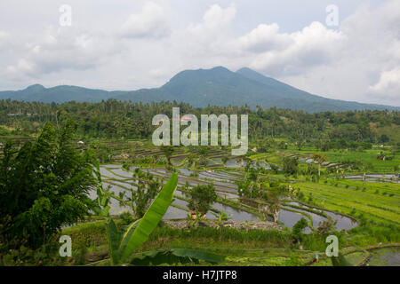 terraced rice fields on Bali, Indonesia Stock Photo