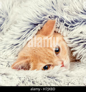 Cute little red kitten peeking out from under the soft warm blue blanket Stock Photo