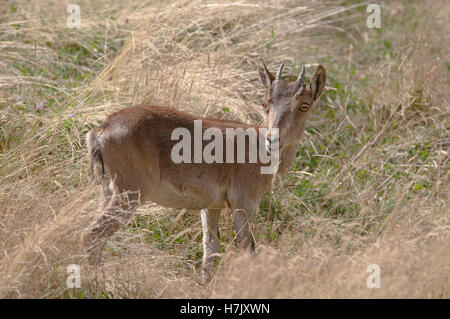 Iberian ibex or Spanish wild goat, Capra pyrenaica, portrait of female. Stock Photo