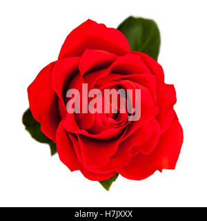 Single red rose isolated on white background Stock Photo