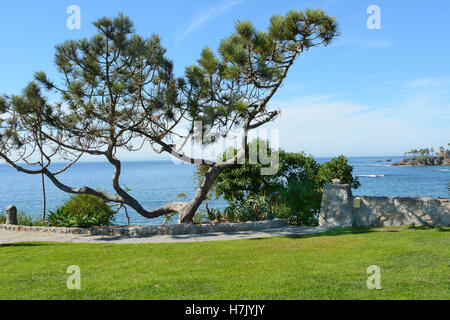 A wind blown pine tree overlooking the Pacific Ocean in Heisler Park, Laguna Beach, California. The park runs along the bluffs Stock Photo