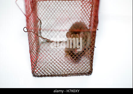 house rat trapped in a cage  in white background  mumbai maharashtra india Stock Photo