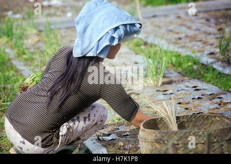 Balinese Woman Planting Green Onions ( scallions ) in the Soil. January 11, 2014 - Trunyan, Lake Batur, Bali, Indonesia Stock Photo