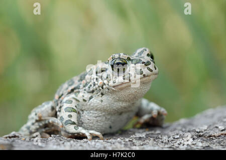 European Green Toad / Wechselkroete ( Bufotes viridis ), female, on the ground, in typical pose. Stock Photo