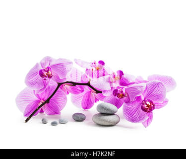 Pink orchid flowers and spa stones isolated on white background clipping path included Stock Photo