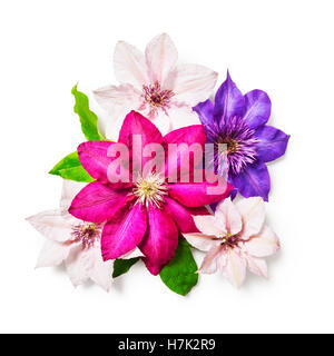 Clematis flowers and leaves isolated on white background clipping path included. Flower arrangement. Floral design. Top view Stock Photo