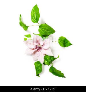 Clematis flowers and leaves isolated on white background clipping path included. Flower arrangement. Floral design. Top view Stock Photo